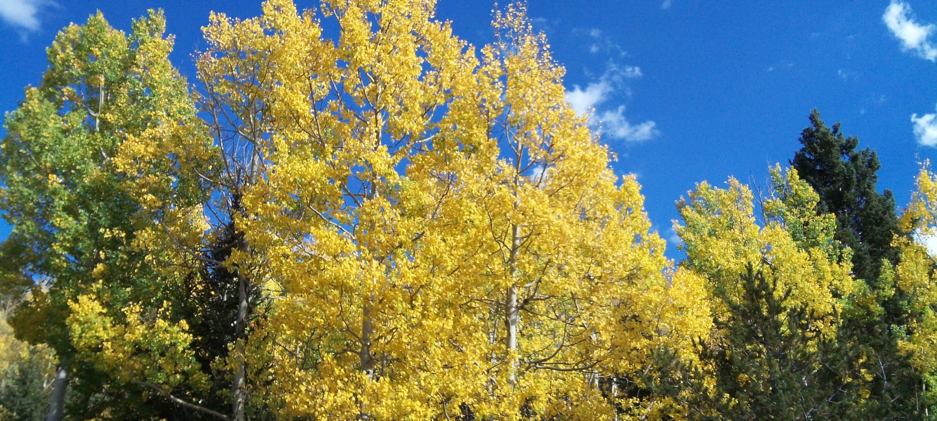 Fall foliage near Holden House in Colorado Springs