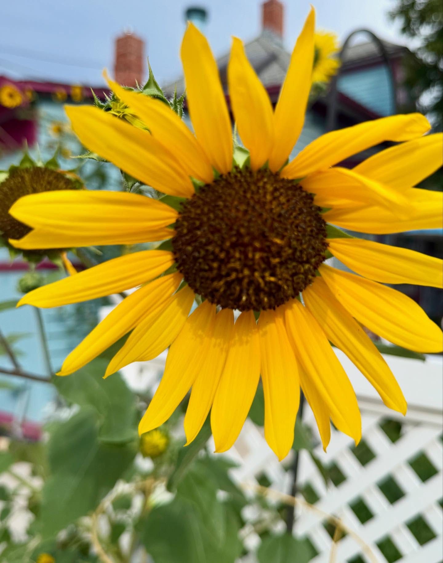 Summer specials at Holden House B&B